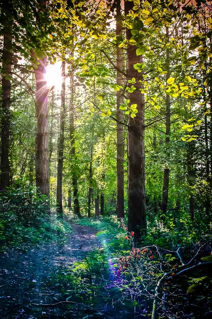 AN ILLUMINATING WALK - Chute Woods, Dunstable, Bedfordshire