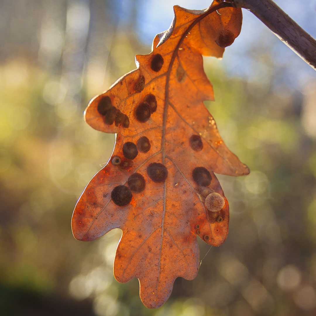 AUTUMN CHILL - One of the few leaves left as the winter winds blew