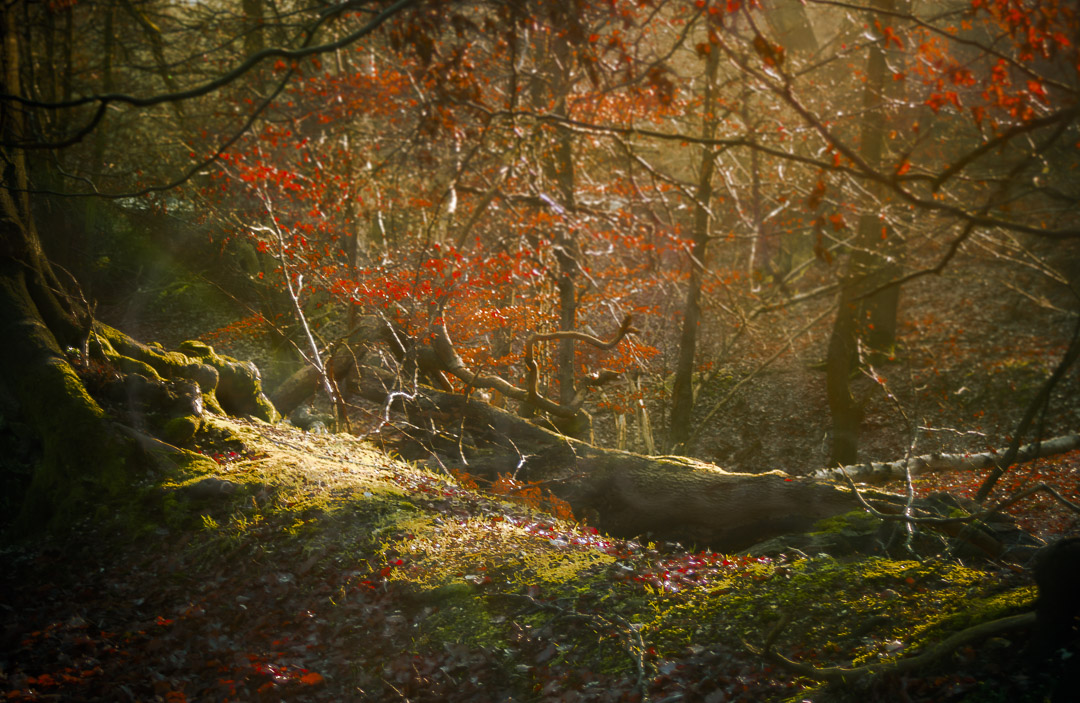 A MAGICKAL FOREST - Ashridge Forest in Autumn is amazingly magickal! 