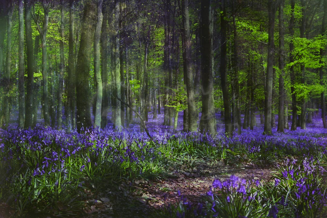 MAGICKAL BLUEBELLS - Ashridge in Spring are famous for their bluebells
