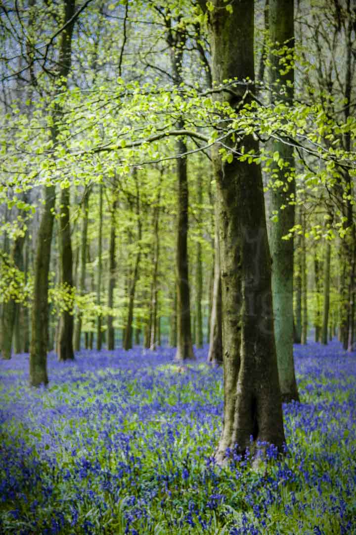 bluebellview Quirky By Design