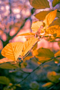 Colourful Bokeh Leaves