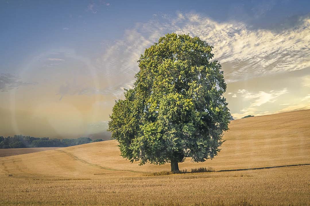 FIELD TREE IN SUMMER - Another shot at a different time of year